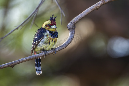 热巴摄影照片_南非克鲁格国家公园的凤头巴贝