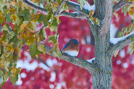 蓝鸟在冬天的树上，背景是红色的秋树