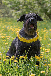 雪纳瑞狗坐在蒲公英草甸上，带着丹花环
