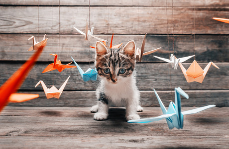 小猫折纸摄影照片_可爱的小猫坐在纸折纸鹤中间