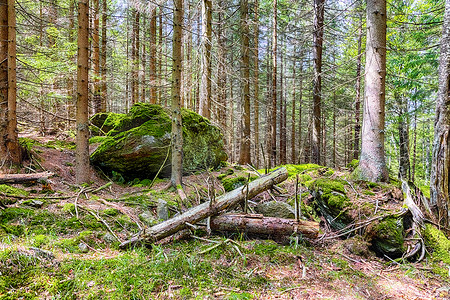 原始森林摄影照片_原始森林长满苔藓的地面 - HDR