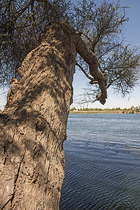 垂悬在大河的弯曲的树干特写镜头