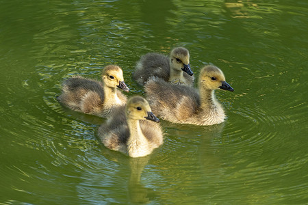 4 只小鸭在 Haus Dellwig 的护城河中游泳