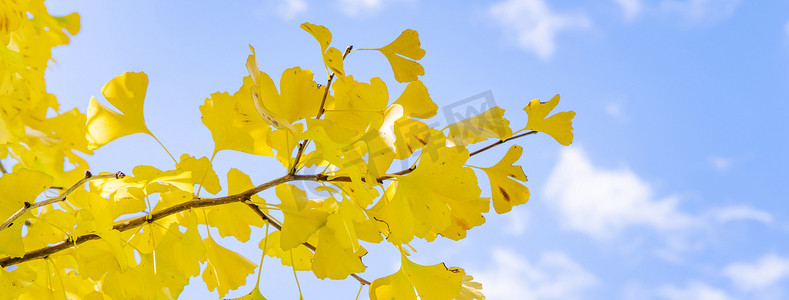 黄色天空摄影照片_美丽的黄色银杏树，秋季的银杏叶树森林在阳光明媚的日子里，阳光和蓝天，白云，生活方式。