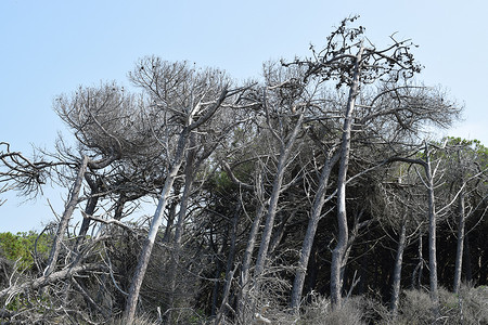 海边的松树和松林、Marina di Cecina 的海滩和大海、Maremma、托斯卡纳、意大利、欧洲