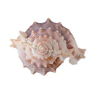 海贝壳排列隔离在白色背景上。