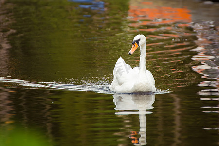特写白天鹅沿着平静的湖面优美地游动。