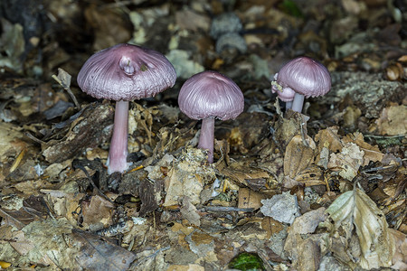 纹饰摄影照片_森林地面上的紫色蘑菇群