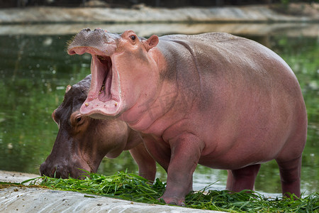 非洲旅游摄影照片_一只行走的河马在动物园里吃东西。