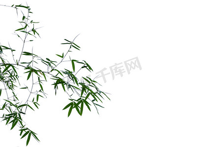 丛林背景摄影照片_孤立在白色背景上的竹叶