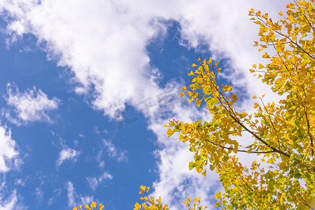 蓝色白云摄影照片_美丽的黄色银杏树，秋季的银杏叶树森林在阳光明媚的日子里，阳光和蓝天，白云，生活方式。