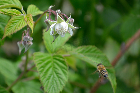 蜜蜂飞向覆盆子花