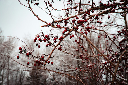 山楂果实摄影照片_冬天山楂的红色果实