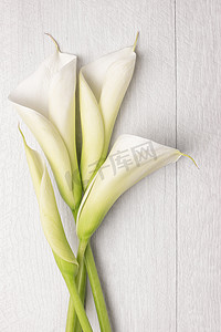 白色淡雅摄影照片_优雅的春天的花朵，马蹄莲