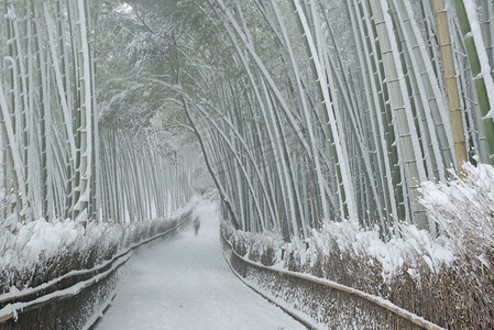 雪中​​的竹林