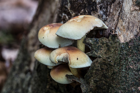 死皮摄影照片_死针叶树干上的蘑菇