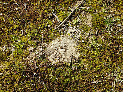 土丘摄影照片_孤独的蜂土丘、草和泥土