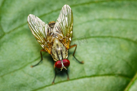 昆虫绿叶摄影照片_绿叶上的苍蝇（双翅目）的图像。