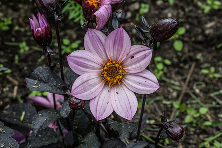 粉紫色摄影照片_花坛植物中的粉紫色花朵