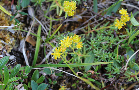 Saxifraga aizoides 花，又称黄山虎耳草或黄虎耳草