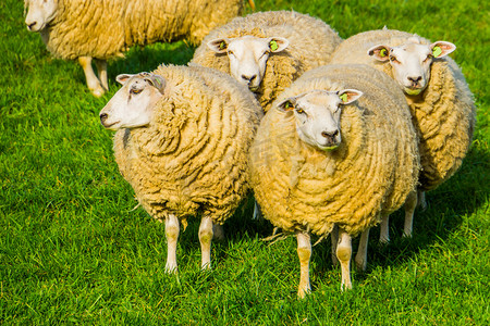 一群带着空白耳标的荷兰家羊站在牧场上，这是流行的农业动物