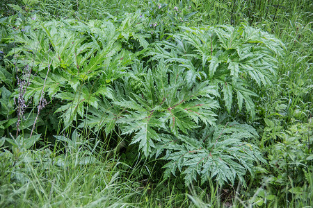 绿色猖獗的巨型猪草多年生植物