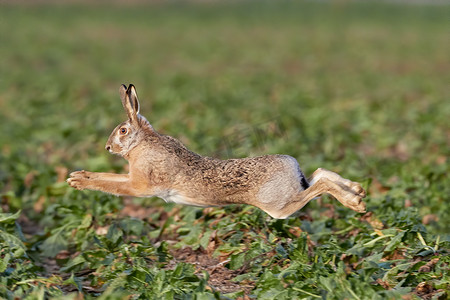 欧洲野兔在绿色草原上美丽的光线中奔跑，欧洲野生动物，自然栖息地的野生动物，欧洲兔。