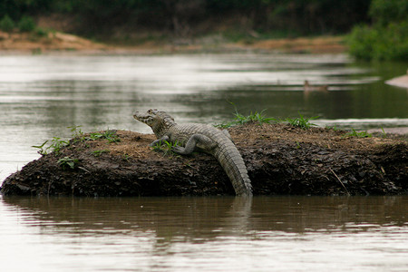潘塔纳尔摄影照片_巴西潘塔纳尔地区的孤独凯门鳄