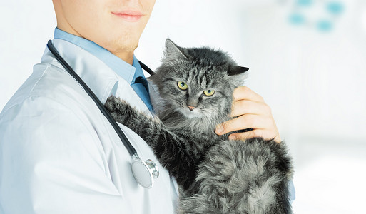 兽医在诊所抱一只猫