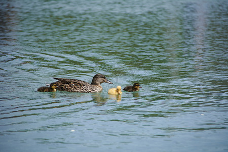 鸭妈妈和她的小鸭子在湖里游泳