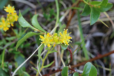 虎耳草 aizoides 花，也称为黄山虎耳草或黄色虎耳草