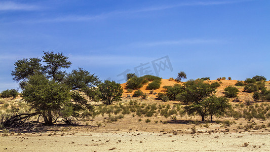 南非 Kgalagadi 跨境公园的红色沙丘风光