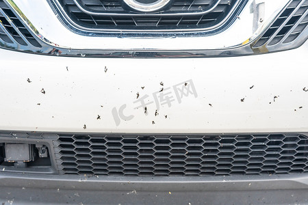 汽车保险杠上坠毁的昆虫 - 特写照片