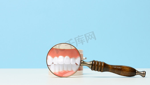 人类下巴的模型，有白色的牙齿和白色桌子上的木制放大镜。