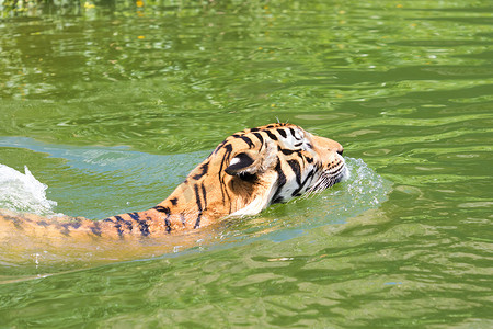 游猎摄影照片_一只老虎在河里游泳