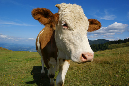 山牧场的牛