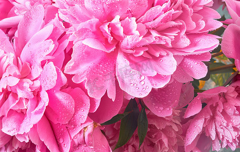 精致的花朵和花蕾，大粉色牡丹，雨后滴落
