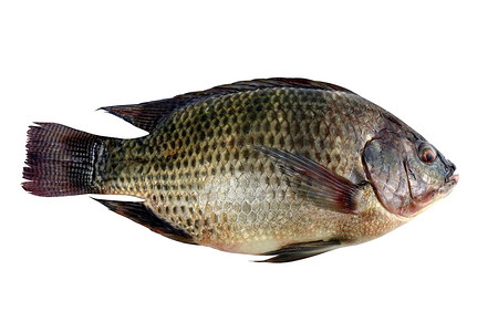 罗非鱼，白色背景中分离的新鲜尼罗罗非鱼鱼
