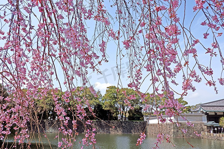 粉色城堡摄影照片_传统的城堡建筑和粉红色的樱花樱花流