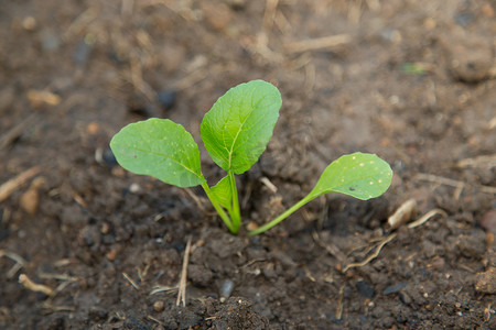 婴儿沙拉蔬菜植物从土壤中生长