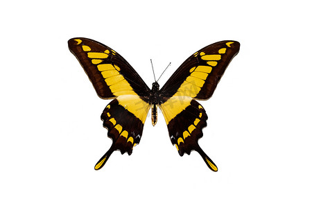 黄色翅膀的大蝴蝶，白色背景上的隔离，凤蝶托亚