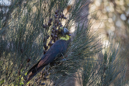 雌性有光泽的黑凤头鹦鹉在树上吃东西。