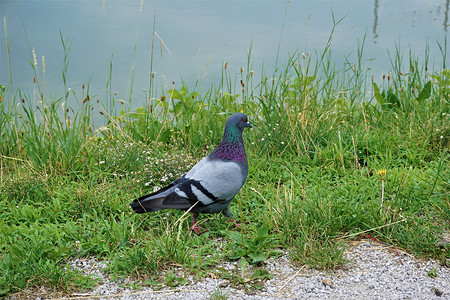 河边散步摄影照片_马里博尔河边散步的鸽子