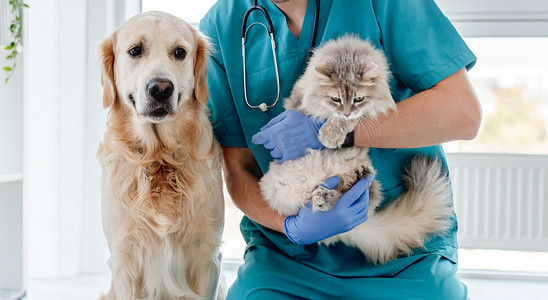 狗狗与人摄影照片_在诊所与狗和猫一起兽医