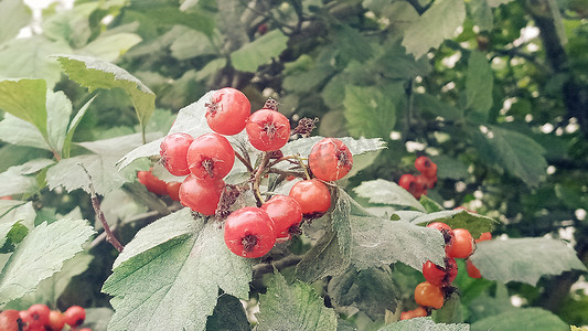 山楂山楂的红色果实，特写。