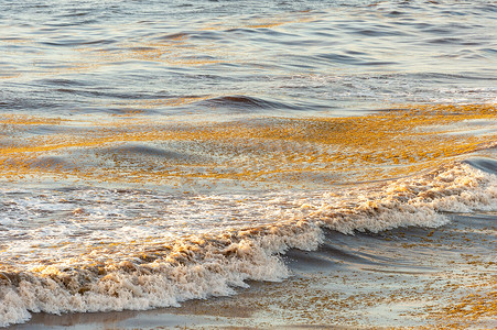 墨西哥图卢姆水面上漂浮着的马尾藻海藻。