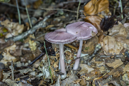 纹饰摄影照片_森林地面上的紫色蘑菇群