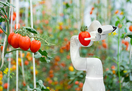智能机器人农民番茄在农业中的未来机器人自动化工作以提高效率