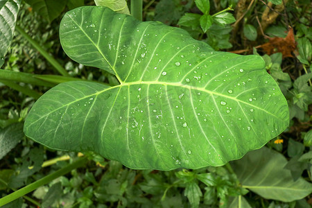 热带植物 Colocasia Esculenta 的巨大叶子，叶区雨后形成水滴。