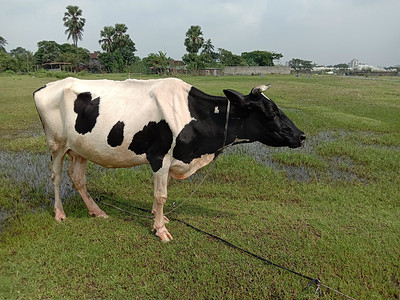 奶牛在吃草摄影照片_一头黑白相间的牛在吃草